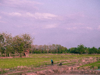 Scenic view of field against sky