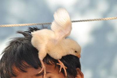Close-up of baby chicken flapping wings on boy head