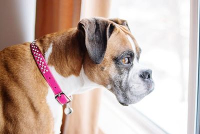 Close-up of dog