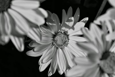 Close-up of flower blooming outdoors
