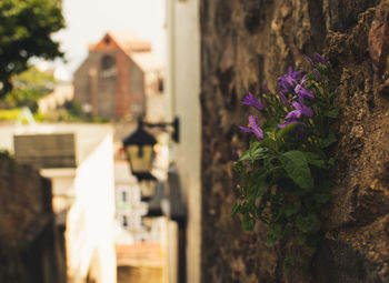 Close-up of purple flowering plant against building