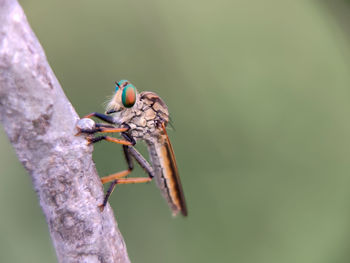 Close-up of insect