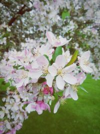 Close-up of pink flowers on tree