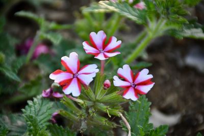 Close-up of pink flowering plant