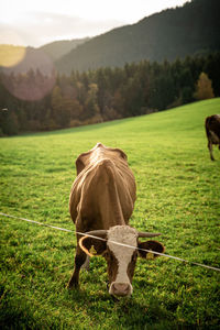 Cow on pasture in front of a forest in the mountains