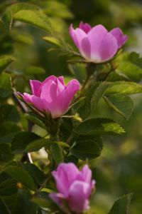 Close-up of pink rose