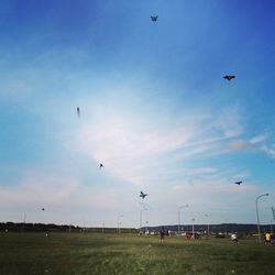 Birds flying over field against sky