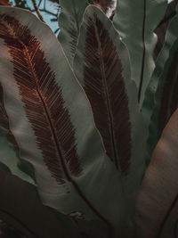 High angle view of feather on plant leaves