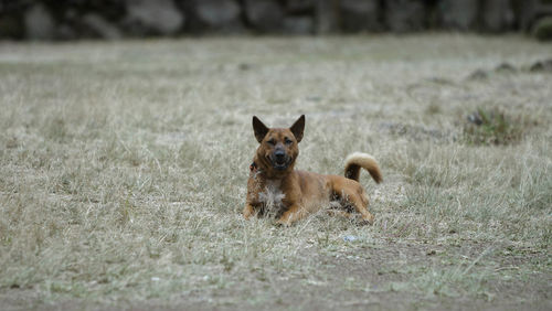 Portrait of dog on field