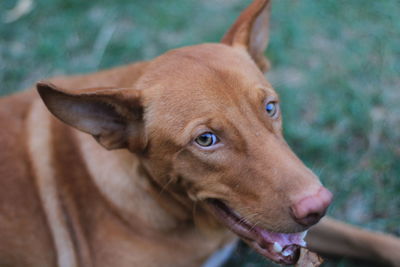 Close-up portrait of dog