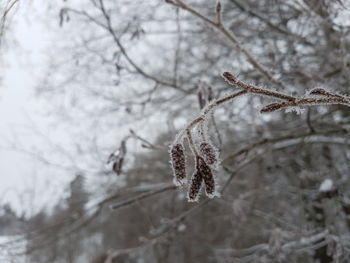 Close-up of frozen tree branch during winter