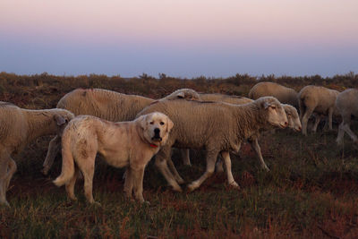 A sheep dog guides a herd of sheep through fields.