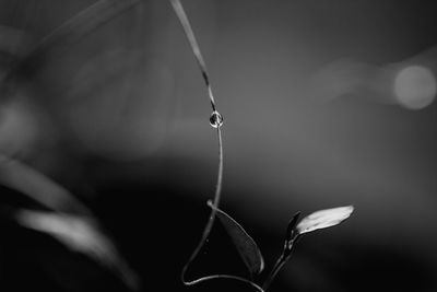 Close-up of raindrops on plant