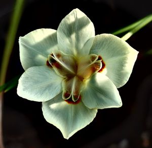 Close-up of flower blooming outdoors