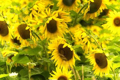 Close-up of bee on sunflower blooming outdoors