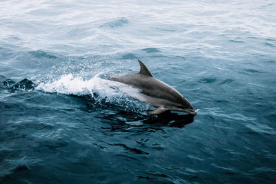 Dolphin swimming in sea