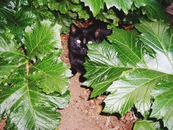 High angle view of cat on leaves