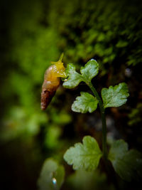 Close-up of plant