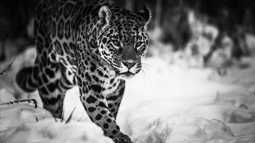 Close-up of cat walking in zoo