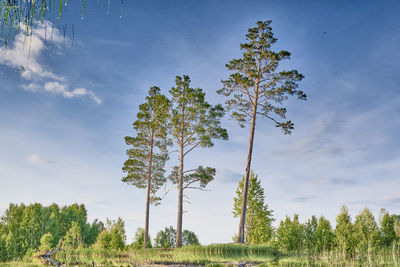 Trees on field against sky