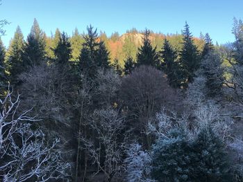 Scenic view of forest against clear sky