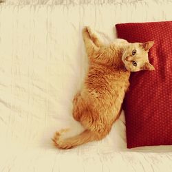 Close-up of cat lying on wall