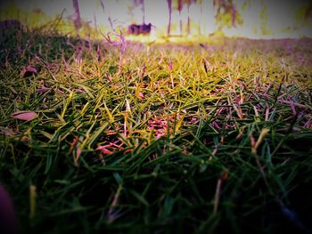 Plant growing on field