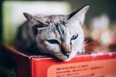 Close-up portrait of a cat