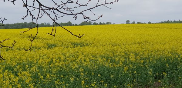 Scenic view of oilseed rape field against sky