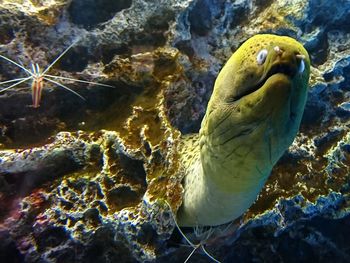 Close-up of turtle swimming in sea