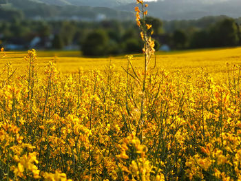 Scenic view of oilseed rape field