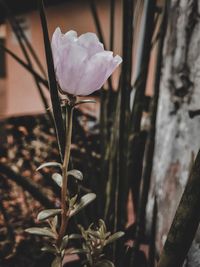 Close-up of flowering plant