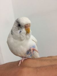 Bird perching on hand