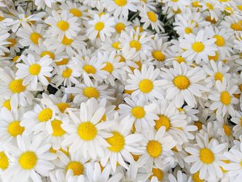 Full frame shot of daisies