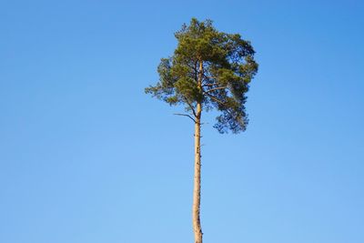 Low angle view of tree against clear blue sky