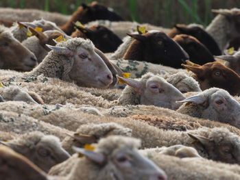 Close-up of sheep