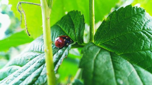 Close-up of ladybug on plant