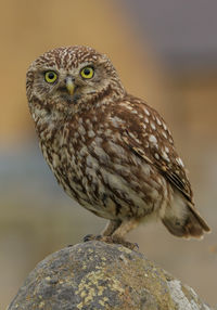 Close-up of a bird