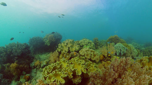 undersea