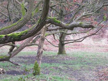 View of tree