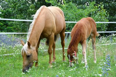 Horses grazing in a field