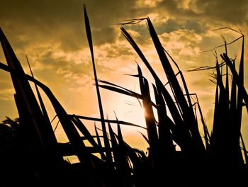 Low angle view of silhouette plants against sky at sunset