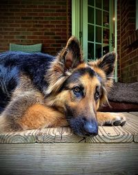 Beautiful dog looking off the porch.