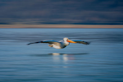 Bird flying over lake