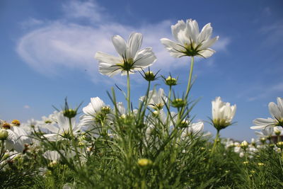 Close-up of white flowering plant against sky