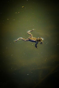High angle view of lizard on a lake