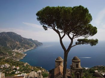 High angle view of tree by sea