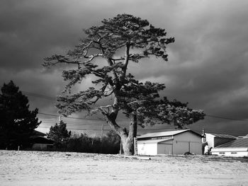 Trees and houses on field against sky