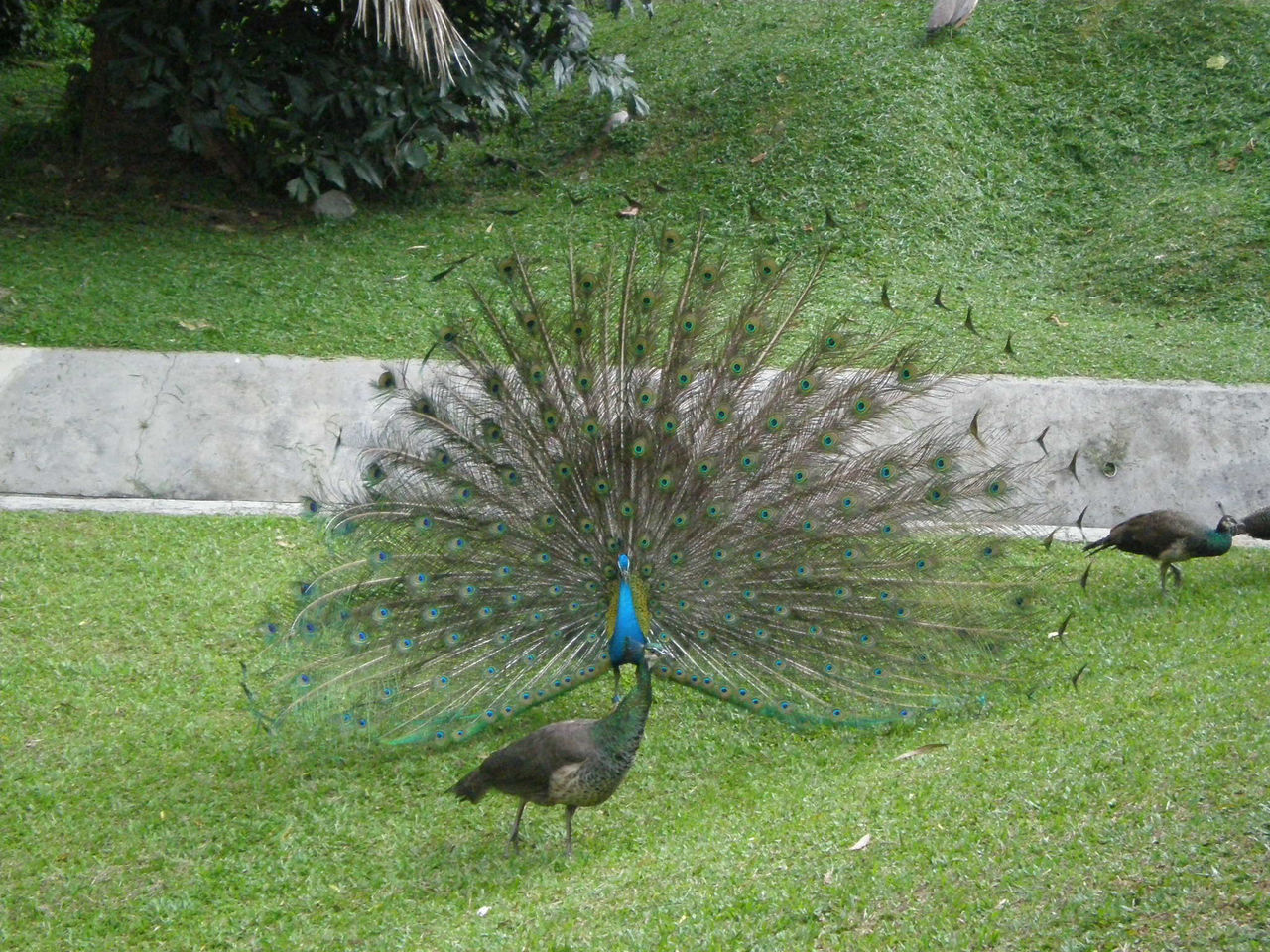 CLOSE-UP OF PEACOCK ON GREEN GRASS