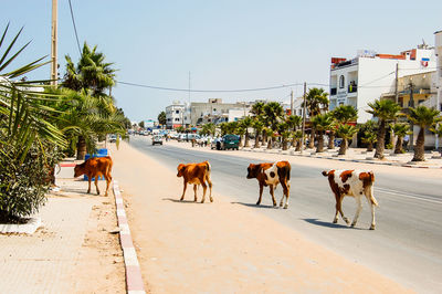 Dog on road